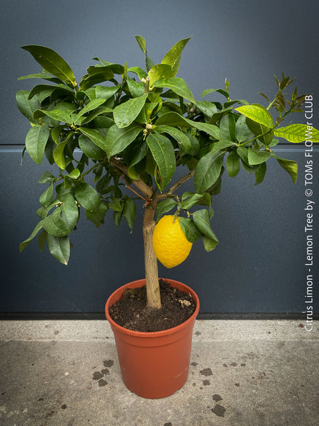 Citrus Limon, Lemon Tree, Zitronenbaum organically grown tropical citrus plants for sale at TOMs FLOWer CLUB.