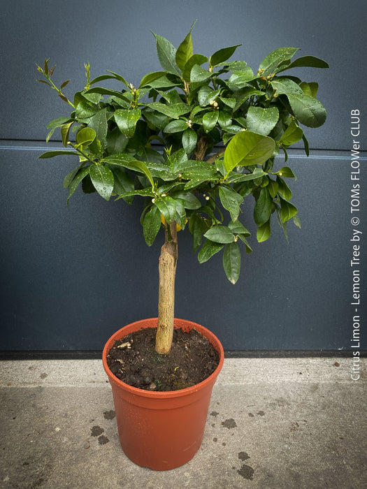Citrus Limon, Lemon Tree, Zitronenbaum organically grown tropical citrus plants for sale at TOMs FLOWer CLUB.