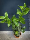 Citrus Limon, Lemon Tree, Zitronenbaum organically grown tropical citrus plants for sale at TOMs FLOWer CLUB.