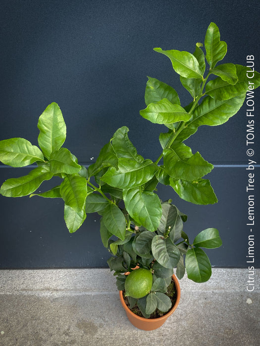Citrus Limon, Lemon Tree, Zitronenbaum organically grown tropical citrus plants for sale at TOMs FLOWer CLUB.