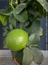 Citrus Limon, Lemon Tree, Zitronenbaum organically grown tropical citrus plants for sale at TOMs FLOWer CLUB.