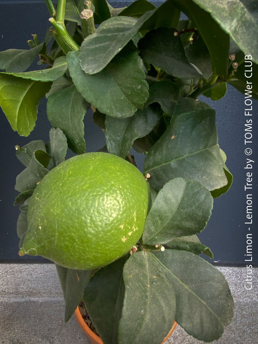 Citrus Limon, Lemon Tree, Zitronenbaum organically grown tropical citrus plants for sale at TOMs FLOWer CLUB.