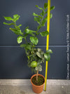 Citrus Limon, Lemon Tree, Zitronenbaum organically grown tropical citrus plants for sale at TOMs FLOWer CLUB.