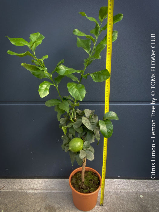 Citrus Limon, Lemon Tree, Zitronenbaum organically grown tropical citrus plants for sale at TOMs FLOWer CLUB.