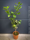 Citrus Limon, Lemon Tree, Zitronenbaum organically grown tropical citrus plants for sale at TOMs FLOWer CLUB.