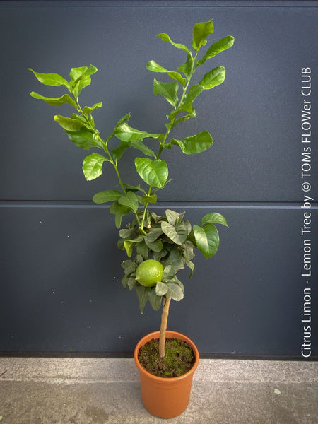 Citrus Limon, Lemon Tree, Zitronenbaum organically grown tropical citrus plants for sale at TOMs FLOWer CLUB.
