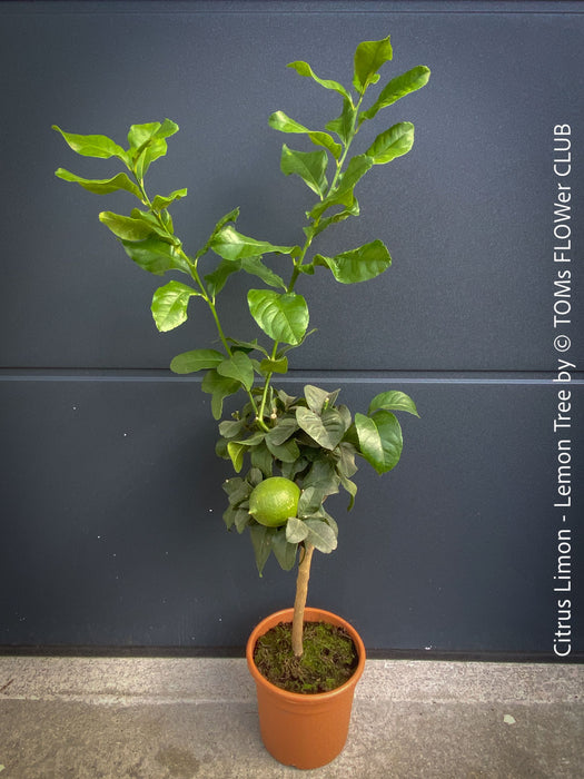 Citrus Limon, Lemon Tree, Zitronenbaum organically grown tropical citrus plants for sale at TOMs FLOWer CLUB.