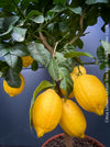 Citrus Limon, Lemon Tree, Zitronenbaum organically grown tropical citrus plants for sale at TOMs FLOWer CLUB.