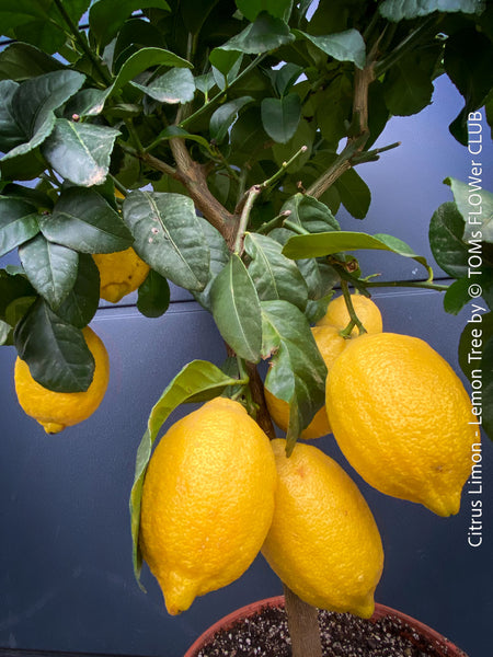 Citrus Limon, Lemon Tree, Zitronenbaum organically grown tropical citrus plants for sale at TOMs FLOWer CLUB.