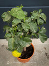 Citrus medica citron tree organically cultivated at TOMs FLOWer CLUB in Switzerland