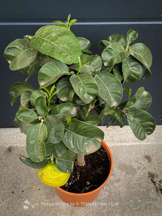 Citrus medica citron tree organically cultivated at TOMs FLOWer CLUB in Switzerland