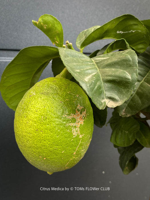 Citrus medica evergreen citrus tree with aromatic foliage for a sunny patio or conservatory