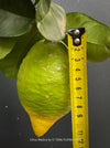 A green citrus fruit with a yellow tip, shown with a yellow tape measure against dark leaves on a dark background; Citrus Medica for sale by TOMs FLOWer CLUB.