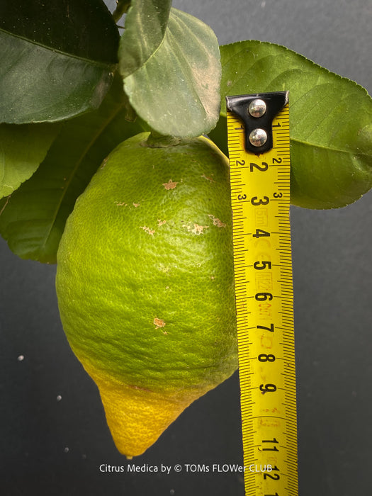 A green citrus fruit with a yellow tip, shown with a yellow tape measure against dark leaves on a dark background; Citrus Medica for sale by TOMs FLOWer CLUB.