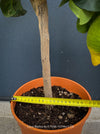 Citrus medica citron with green leaves and distinctive fruit, an unusual citrus plant for collectors