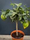 Citrus medica citrus tree grown in well-drained organic substrate at TOMs FLOWer CLUB