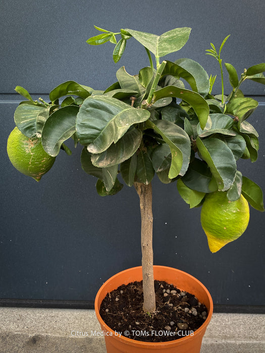 Citrus medica citrus tree grown in well-drained organic substrate at TOMs FLOWer CLUB