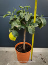 Buy Citrus medica citron tree in Switzerland from TOMs FLOWer CLUB, specialising in unusual plants