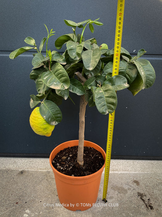 Buy Citrus medica citron tree in Switzerland from TOMs FLOWer CLUB, specialising in unusual plants