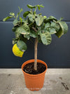 Buy Citrus medica citron tree in Switzerland from TOMs FLOWer CLUB, specialising in unusual plants