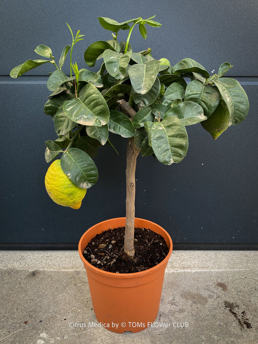 Buy Citrus medica citron tree in Switzerland from TOMs FLOWer CLUB, specialising in unusual plants