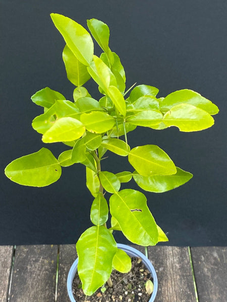 Citrus Hystrix, Kaffir lime, Kaffir Limette, organically grown tropical citrus plants for sale at TOMsFLOWer CLUB.