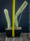 Cleistocactus colademononis, Monkey Tail Cactus, TOMs FLOWer CLUB; red flowers, organically grown, succulent and cactus collection. 