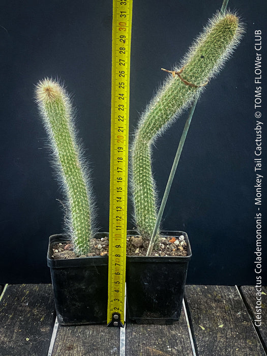 Cleistocactus colademononis, Monkey Tail Cactus, TOMs FLOWer CLUB; red flowers, organically grown, succulent and cactus collection. 