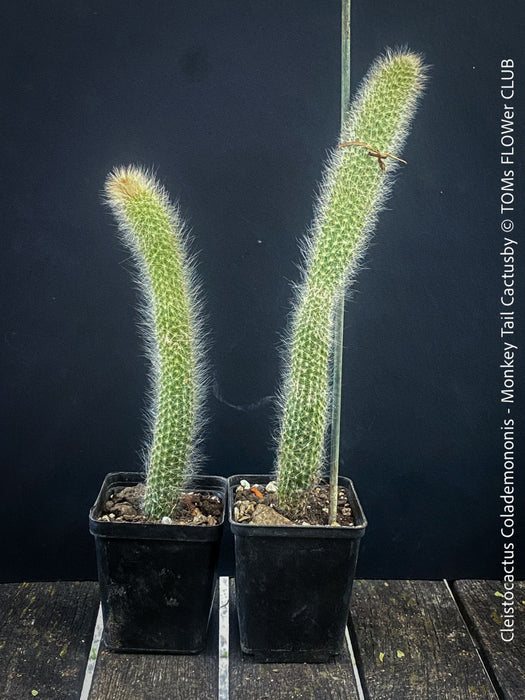Cleistocactus colademononis, Monkey Tail Cactus, TOMs FLOWer CLUB; red flowers, organically grown, succulent and cactus collection. 