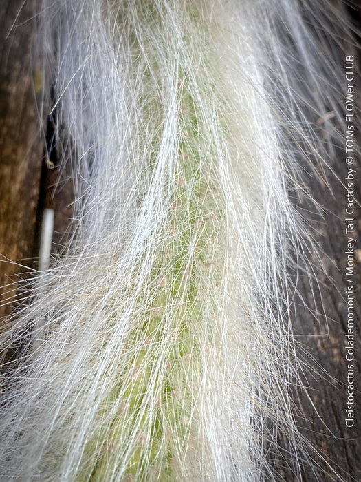 Cleistocactus colademononis, Monkey Tail Cactus, TOMs FLOWer CLUB; red flowers, organically grown, succulent and cactus collection. 