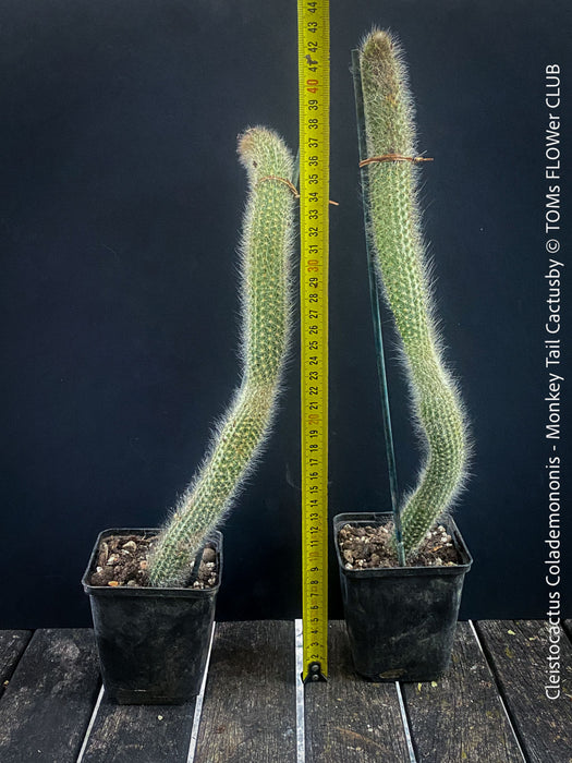 Cleistocactus colademononis, Monkey Tail Cactus, TOMs FLOWer CLUB; red flowers, organically grown, succulent and cactus collection. 