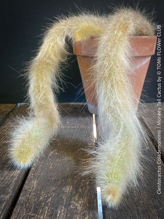 Cleistocactus colademononis, Monkey Tail Cactus, TOMs FLOWer CLUB; red flowers, organically grown, succulent and cactus collection. 