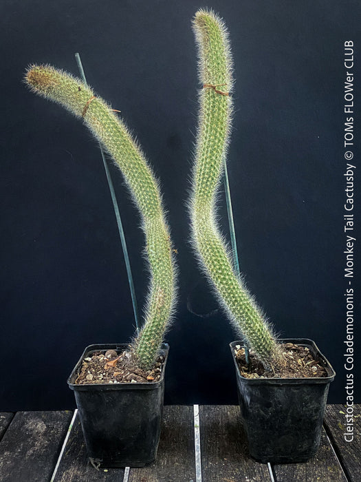 Cleistocactus colademononis, Monkey Tail Cactus, TOMs FLOWer CLUB; red flowers, organically grown, succulent and cactus collection. 