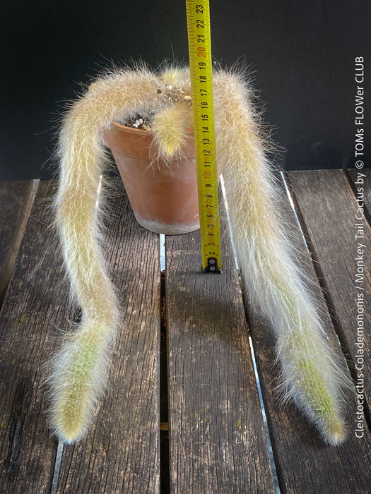 Cleistocactus colademononis, Monkey Tail Cactus, TOMs FLOWer CLUB; red flowers, organically grown, succulent and cactus collection. 
