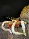 Cleistocactus colademononis, Monkey Tail Cactus, TOMs FLOWer CLUB; red flowers, organically grown, succulent and cactus collection. 