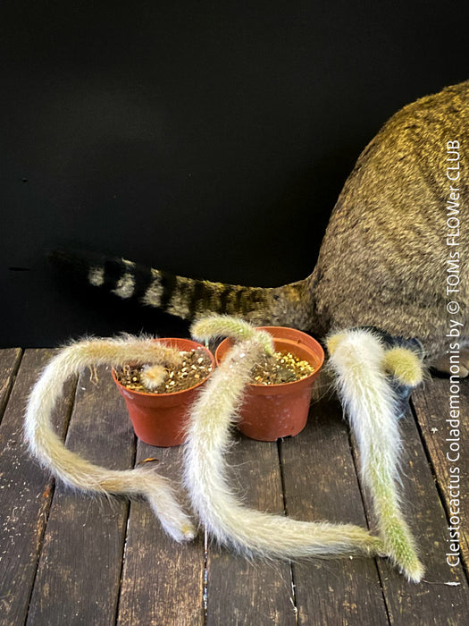 Cleistocactus colademononis, Monkey Tail Cactus, TOMs FLOWer CLUB; red flowers, organically grown, succulent and cactus collection. 