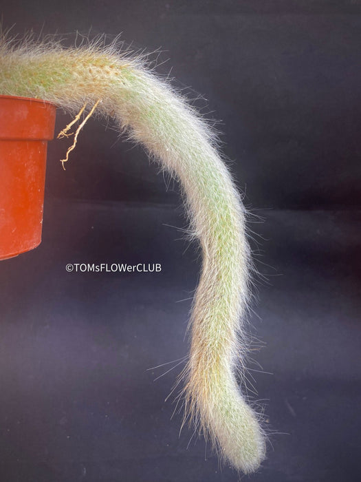 Cleistocactus colademononis, Monkey Tail Cactus, TOMs FLOWer CLUB; red flowers, organically grown, succulent and cactus collection. 