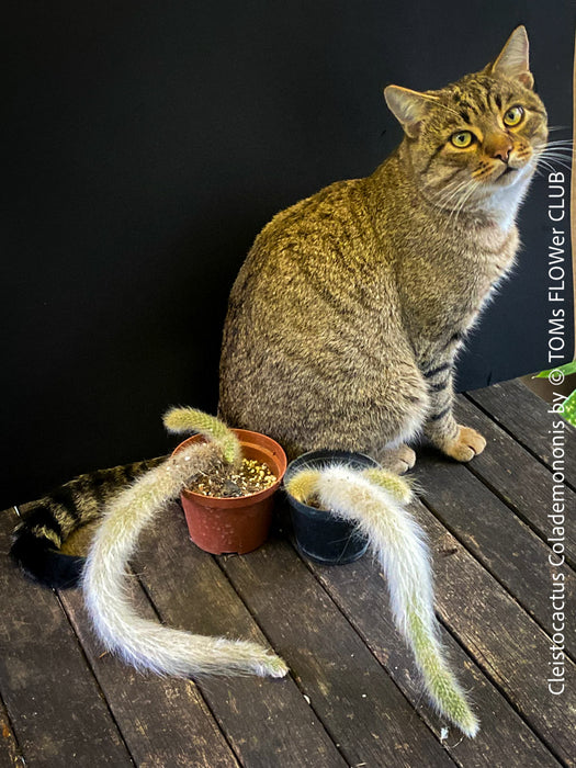 Cleistocactus colademononis, Monkey Tail Cactus, TOMs FLOWer CLUB; red flowers, organically grown, succulent and cactus collection. 