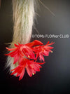 Cleistocactus colademononis, Monkey Tail Cactus, TOMs FLOWer CLUB; red flowers, organically grown, succulent and cactus collection. 