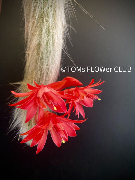 Cleistocactus colademononis, Monkey Tail Cactus, TOMs FLOWer CLUB; red flowers, organically grown, succulent and cactus collection. 