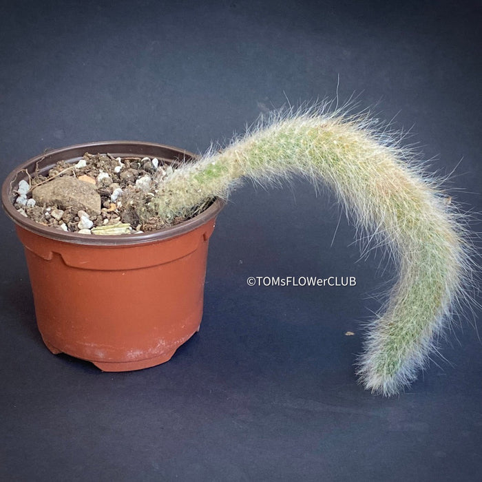 Cleistocactus colademononis, Monkey Tail Cactus, TOMs FLOWer CLUB; red flowers, organically grown, succulent and cactus collection. 