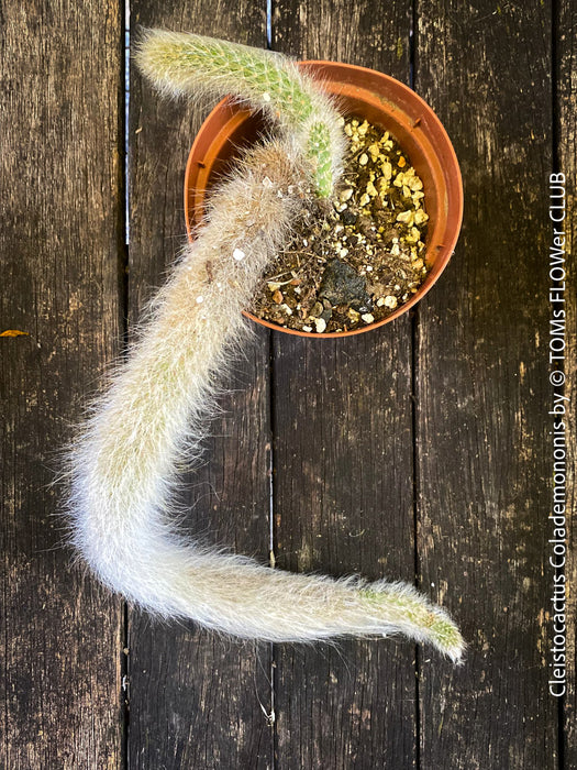 Cleistocactus colademononis, Monkey Tail Cactus, TOMs FLOWer CLUB; red flowers, organically grown, succulent and cactus collection. 