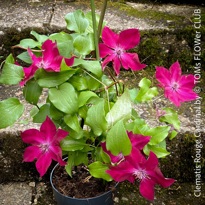 A close-up of the deep red, velvety blooms of Clematis Rouge Cardinal, perfect for garden trellises at TOMs FLOWer CLUB.