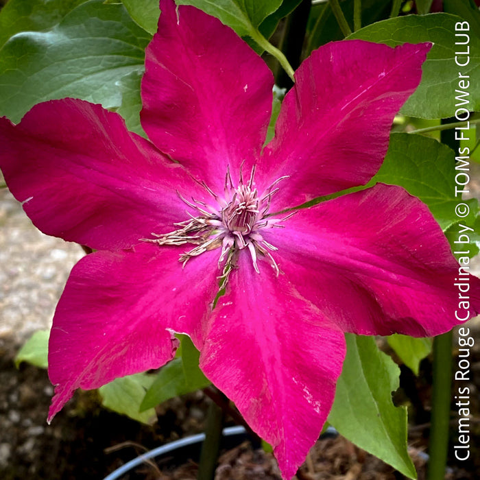 Clematis Rouge Cardinal showcasing bowl-shaped velvet-red flowers against green foliage, hardy and beautiful from TOMs FLOWer CLUB.