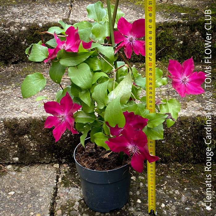 Vibrant Clematis Rouge Cardinal with striking red blossoms and green leaves, perfect for sunny and semi-shaded spots, from TOMs FLOWer CLUB.