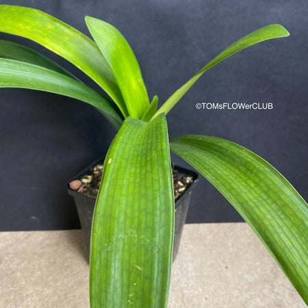 Clivia Miniata Citrina, Yellow flowering, organically grown tropical plants for sale at TOMs FLOWer CLUB