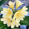 Clivia Miniata Citrina, Yellow flowering, organically grown tropical plants for sale at TOMs FLOWer CLUB