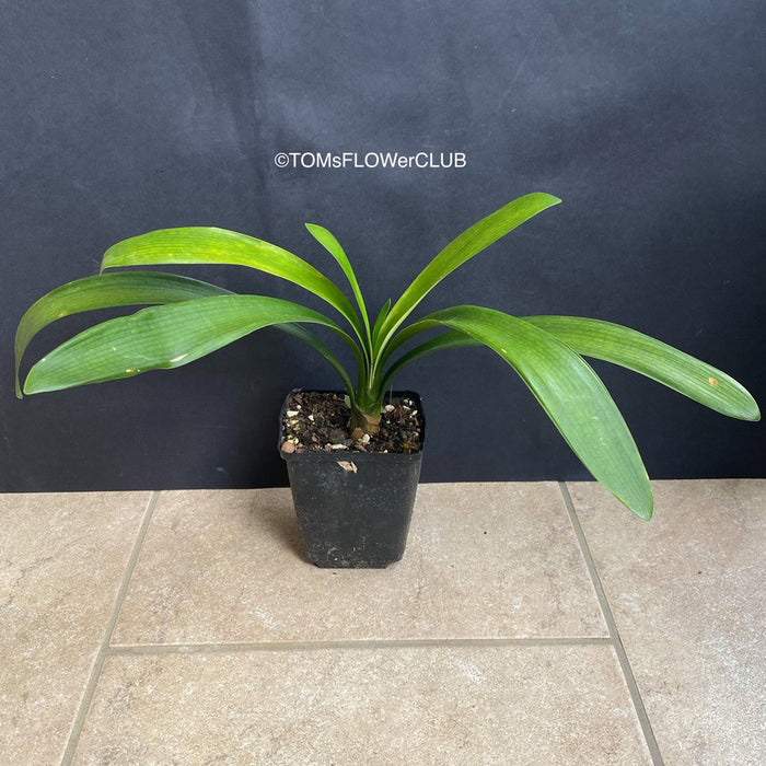 Clivia Miniata Citrina, Yellow flowering, organically grown tropical plants for sale at TOMs FLOWer CLUB