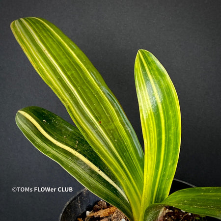 Variegated Clivia Miniata, Japanese Daruma Clivia, by TOMs FLOWer CLUB for sale Clivia Miniata Variegata