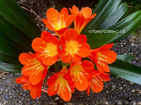 clivia miniata, orange flowering, Rimmenblatt, orange flower, orange lover, I love orange, for sale at TOMs FLOWer CLUB